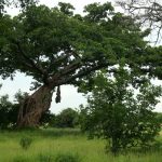 Ficus bussei. Photo: Bart Wursten. Source: Flora of Zimbabwe.