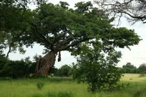 Ficus bussei. Photo: Bart Wursten. Source: Flora of Zimbabwe.