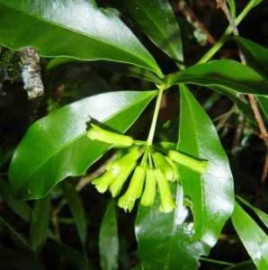 Peddiea africana. Photo: Bart Wursten. Source: Flora of Zimbabwe