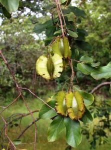 Combretum zeyheri, large-fruited Combretum. Photo: Rob Burrett. Source: Flora of Zimbabwe