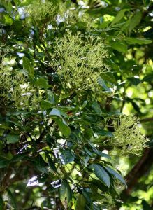 Schefflera umbellifera. Photo: BT Wursten. Source: Flora of Zimbabwe.