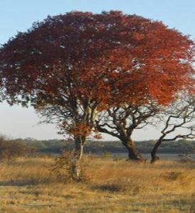 Pseudolachnostylis maprouneifolia, Kudu berry. Photo by Ryan Truscott