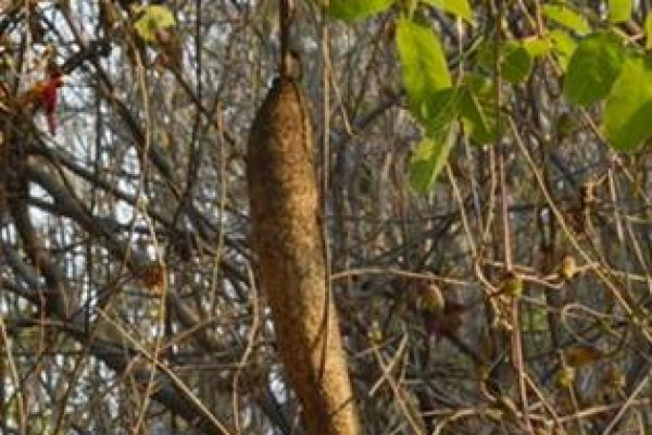 Sausage fruits weigh up to 7kgs Photo – Ryan Truscott