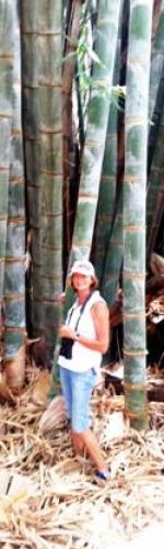 Julie in front of the giant bamboo. Photo: Julie Stevenson