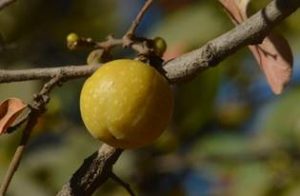 Kudu berry fruit. Photo by Ryan Truscott