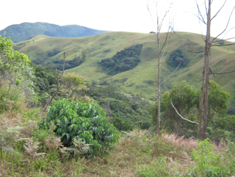 View from protea patch Photo by Tony Alegria