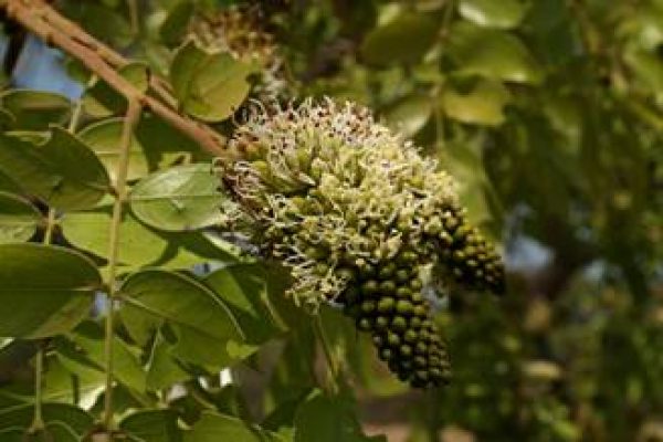 Brachystegia spiciformis flower spike – Photo Mark Hyde – Flora of Zimbabwe