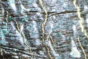 Erythrina lysistemon, note stretch marks on bark. Botanic Gardens. Photo: Ryan Truscott.