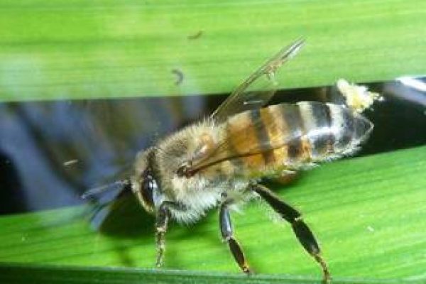 Apis mellifera scutellate – Photo from Wikipedea