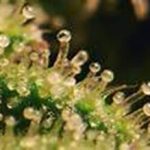 Trichomes which are very small growths loaded with sugars