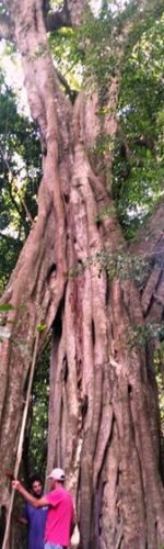 Fig tree in Madrugada Photo by Julie Stevenson