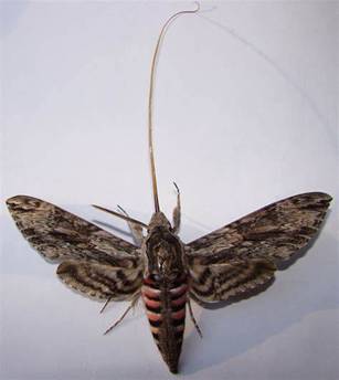 Moth proboscis – Photo wordpress.com