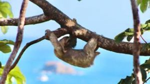 Many visitors to Costa Rica are keen to see a sloth, a tree-dwelling mammal renowned for its slowness.