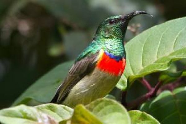 Miombo double-collared Sunbird Photo from africanbirdclub.org