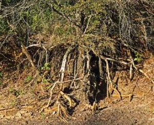 Root system Photo by Meg Coates Palgrave