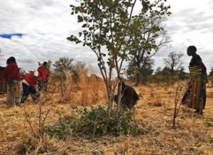 Coppiced growth after pruning Photo by Misha Teasdale