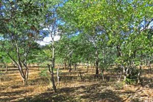 A farmer managed natural woodland just outside Livingstone. Photo Meg Coates Palgrave