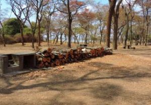 Firewood at Chivero chalets, in Chivero National Park Photo by Ian Riddell