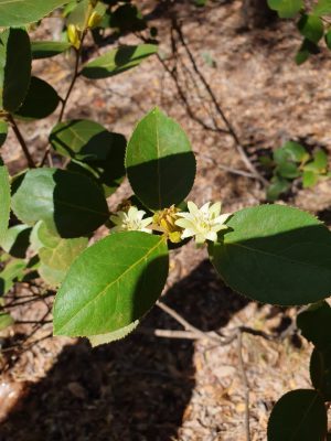 Paropsia brazzeana Photo by Rob Kelly