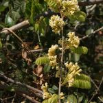 Dalbergia arbutifolia