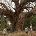 Large Ficus ingens