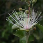 Capparis tomentosa flower