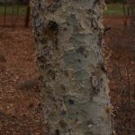 Commiphora tenuipetiolata bark