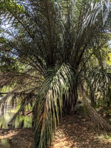 Raffia palm Photo by Mark Hyde