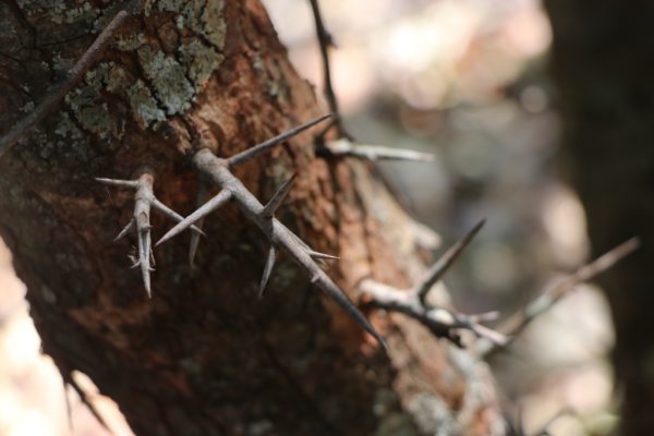 Thorns on thorns on Flacourtia sp. Photo by Mark Hyde