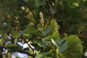 Terminalia gazensis Photo by Mark Hyde