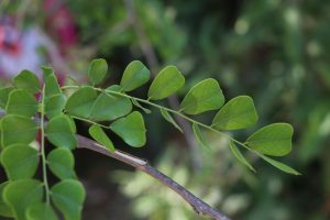 Dalbergia melanoxylon Photo by Mark Hyde