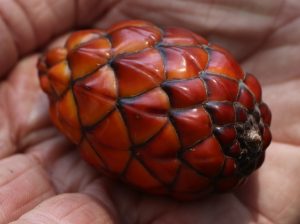 Raphia palm fruit Photo by Mark Hyde