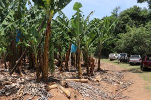 Banana plantation Photo by Mark Hyde