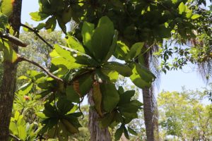 Terminalia catappa Photo by Mark Hyde