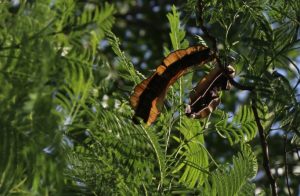 Entada abyssinica Photo by Mark Hyde