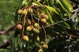 Litchi fruit Photo by Mark Hyde