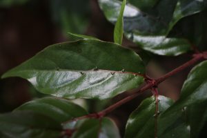 Cephalanthus natalensis Photo by Mark Hyde