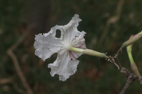 img_6760-unknown-poss-dolichandrone-medium img_6760-unknown-poss-dolichandrone-medium