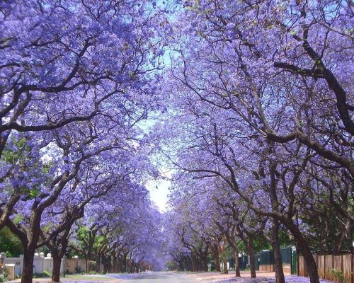 Jacarandas in Pretoria Source - jacarandafm.com