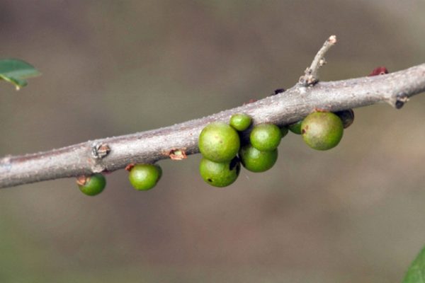 Searsia longipes galls