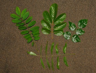 Leaves of Millettia spp.