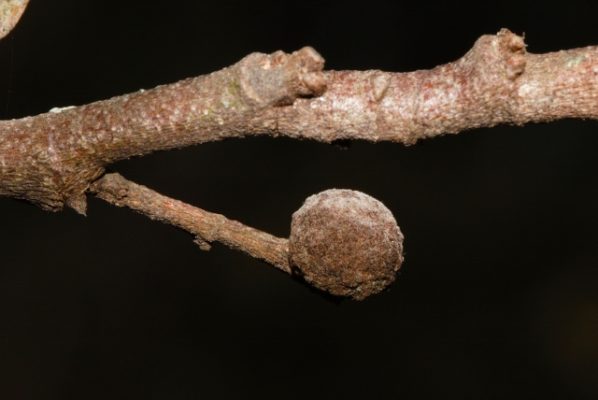 Parinari curatellifolia galls