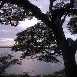 Msasa overlooking Lake Chivero