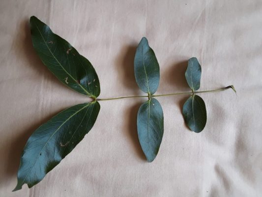 Musasa leaf Photo by Tony Alegria