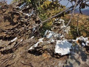 Lichen on rocks – who can name the rock?