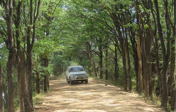 Road through the forest Photo Rob Jarvis