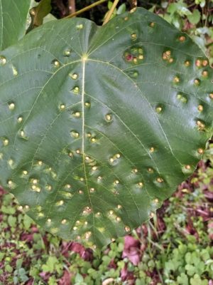 Macaranga capensis galls