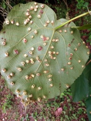 Macaranga capensis galls