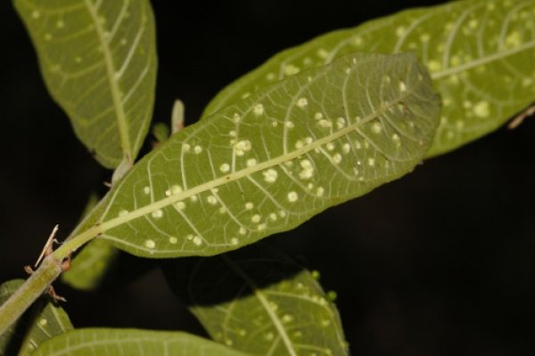 Ficus capreifolia
