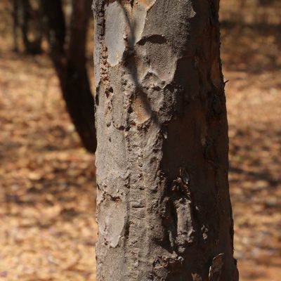 Pink jacaranda bark Photo Mark Hyde